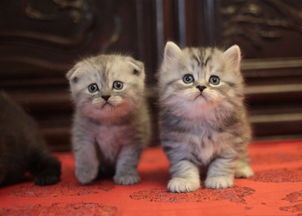 图 纯种完美品质 加菲小猫咪 包血统 保健康 疫苗做齐 北京宠物猫 