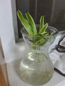 花瓶放自来水可以直接养花吗