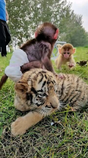 老虎未成年猴子当大王 将小虎崽跟猴子放一起,虎妈正在杀来的路上 