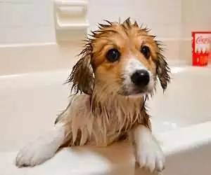 给狗狗洗澡的正确方法都在这里 