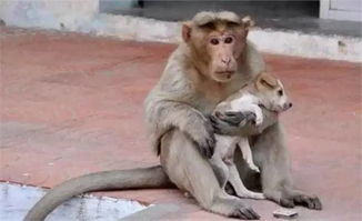 印度神猴收养了一只流浪狗,感动无数网友 