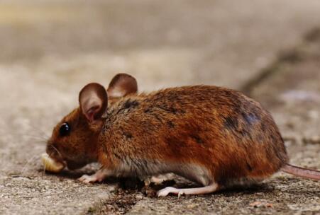 常见的老鼠是哺乳动物吗 一窝能生几只 它能活多少年 如何消灭