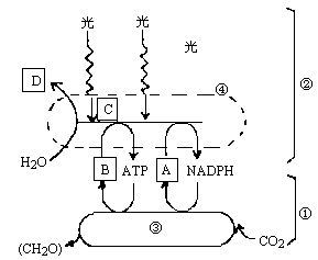 下图为光合作用过程示意图.请据图回答 1 填出图中字母或数字所代表的过程.结构或物质. ① ② ③ ④ A. B. C. D. . 2 此图显示出光能在叶绿体中转换的哪几步 