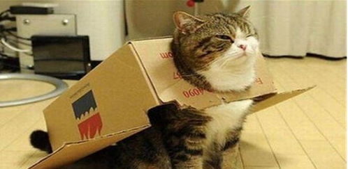 猫咪不听话主人用纸箱教训它,这是个办法不错,网友们可以试试