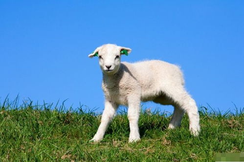 5月12号,生肖羊将要历经1个大 坎 ,属羊人看看怎么回事
