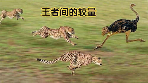 鸵鸟一步能走8米,豹子追它都要拼命,网友 王者间的较量 