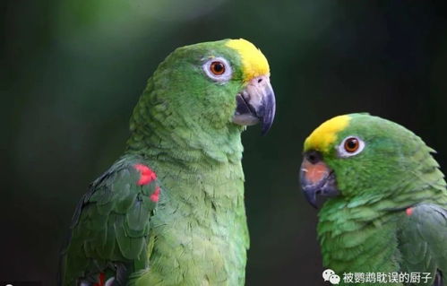 中大型鹦鹉好繁殖吗 配对成功仅需四步,掌握繁殖技巧并不难