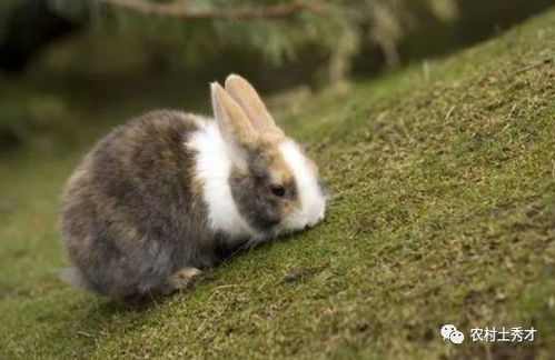 3只兔子7个月繁殖近百只,为什么兔肉没有成为人类主要肉类来源