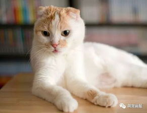 来自日本的可爱猫咪Pocky也年满12岁了,生日快乐 
