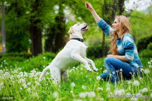 揭秘 狗的记忆力到底有多长 至少5次见面,狗才能记住一个人