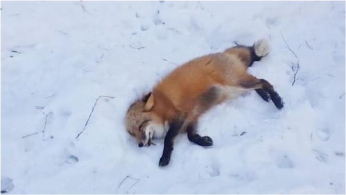 狐狸在雪地觅食,看到男子到来,眼神中充满期望 