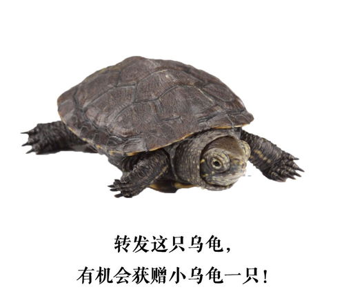 转发这只小乌龟,母亲节和妈咪一起约会世界名龟科普养殖交流展吧 