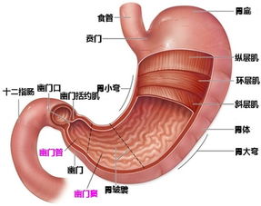 胃糜烂与胃溃疡的区别