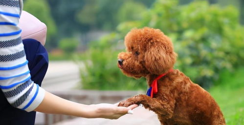 泰迪犬取名讲究多,请不要 触碰 这些禁忌 看看你踩雷没