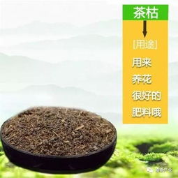 第七期 茶枯粉是花卉种养的天然杀虫剂和绿色有机肥