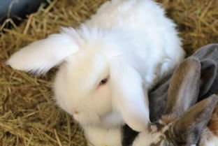 农村养殖兔子前景如何 种兔怎么选 如何分辨公母