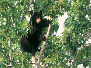 狗熊会爬树吗 