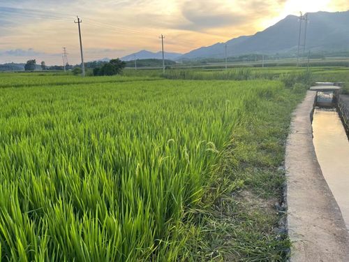 自种水稻销售总结范文;种水稻能赚钱吗？