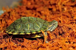 巴西龟和草龟哪个聪明,智商最高陆地龟？