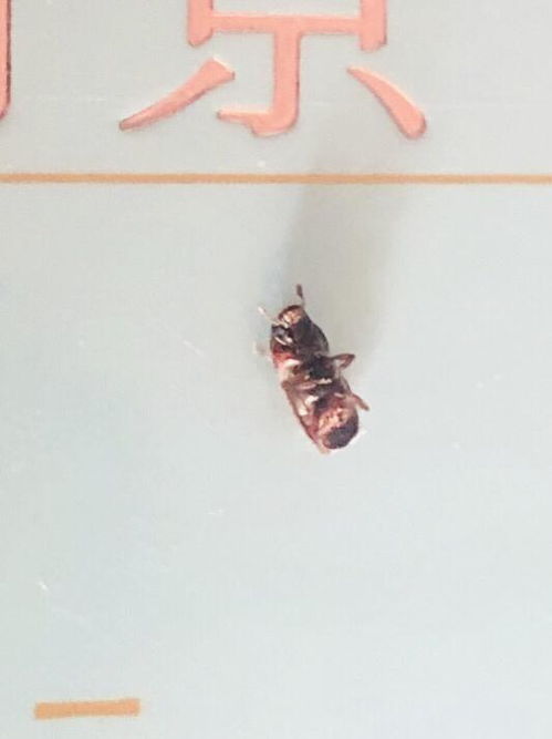 请问这种小黑虫是什么 