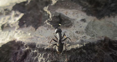 为何说蚂蚁是二维生物 原来这隐藏着一个空间的秘密,答案很颠覆
