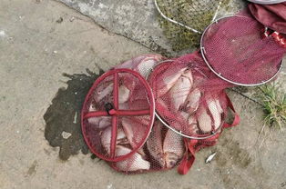 冷天钓鱼时,使用蚯蚓与红虫饵的一些优缺点 