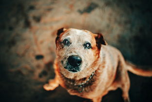 什么是寒犬，寒犬是什么意思