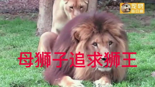 母狮子给狮王献爱情 