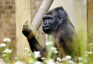 动物园大猩猩向游客竖中指,也许是因为你没有穿布鞋
