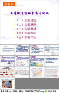 食品微生物毕业论文ppt