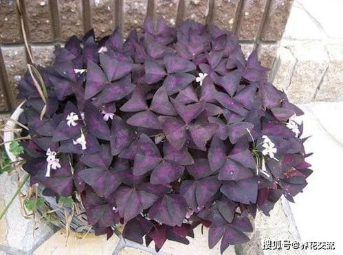 紫叶酢浆草的种子怎么种,紫叶酢浆草不发芽？