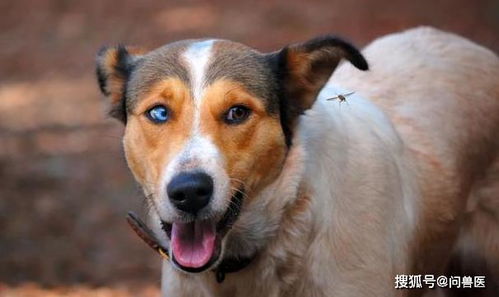 狗狗的眼睛突然变成蓝色,变浑浊怎么办