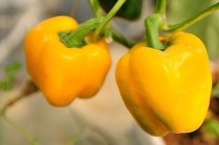 灯笼椒种植时间和方法,种植黄灯笼辣椒需要开沟吗