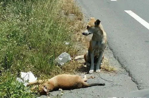 流浪幼犬瘫路边膨胀身亡,狗妈妈的身影让人红了眼眶