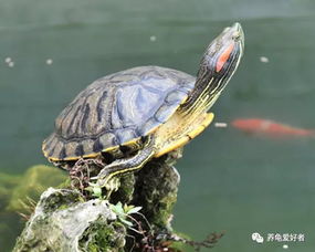 巴西龟的寿命长吗 怎么养它可以更长寿呢
