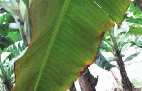 朱砂叶螨对香蕉有哪些危害 种植香蕉如何防治朱砂叶螨