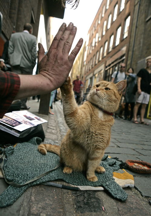 宠物界的传奇 世界上最著名的猫去了,粉丝集资为它建造雕像