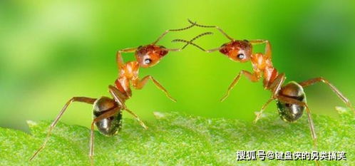 最大超过360米的蚂蚁死亡漩涡如何形成 蚂蚁转圈圈直到死亡