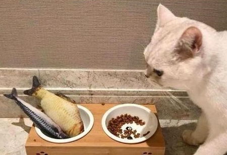 童年疑惑,猫咪怕水却爱吃鱼,那它们是如何捕鱼的呢