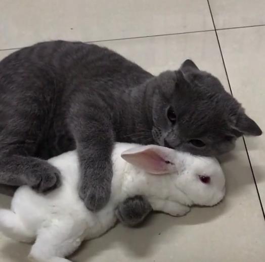 买回一只兔子,猫咪对它 一见钟情 ,接下来一幕让人笑喷