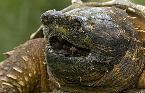 北美大鳄龟出现在我国多省,长江或已 失守 ,吃货能解决它吗