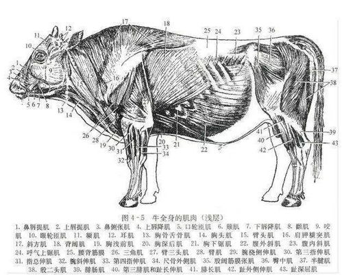 牛的骨骼结构图片 信息图文欣赏 信息村 K0w0m Com