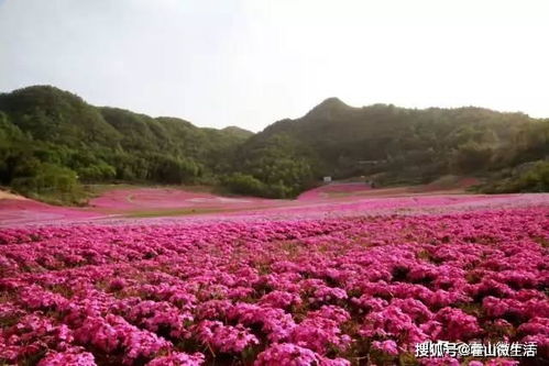 大别山 醉 美赏花攻略,霍山的 花花 世界