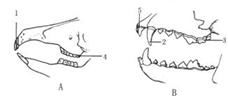 下图是兔和狼的牙齿结构图, 请据图回答问题 1 狼等肉食性动物的牙齿应是图 2 观察A图,能切断植物纤维的牙齿 是 1 3 观察B图,能撕裂食物的牙齿是 