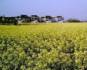 小学过关于油菜花的诗句