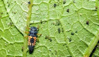 杀蚧壳虫哪种药管用,杀蚧壳虫的药可以杀蚜虫吗？