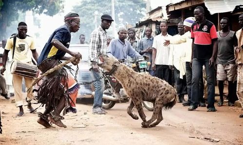 非洲人训练鬣狗视频(非洲驯养鬣狗)
