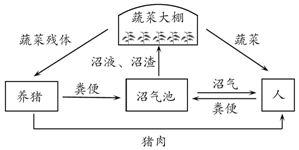 生态系统的结构和功能教案