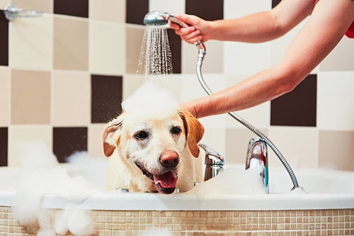 4招帮你解决狗狗不喜欢洗澡的问题 