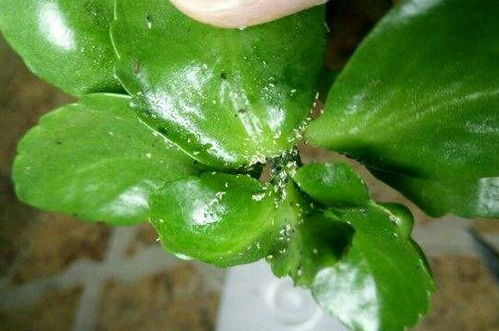 长寿花花苞上长蚜虫怎么办？